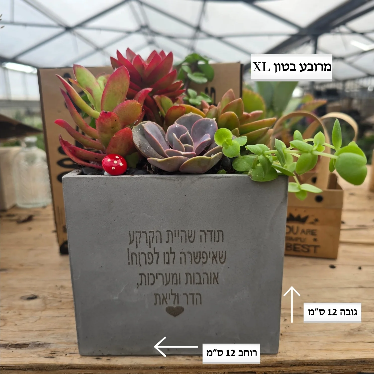 עציצים עם חריטה אישית -מגוון כלים צורות וצבעים - Image 26