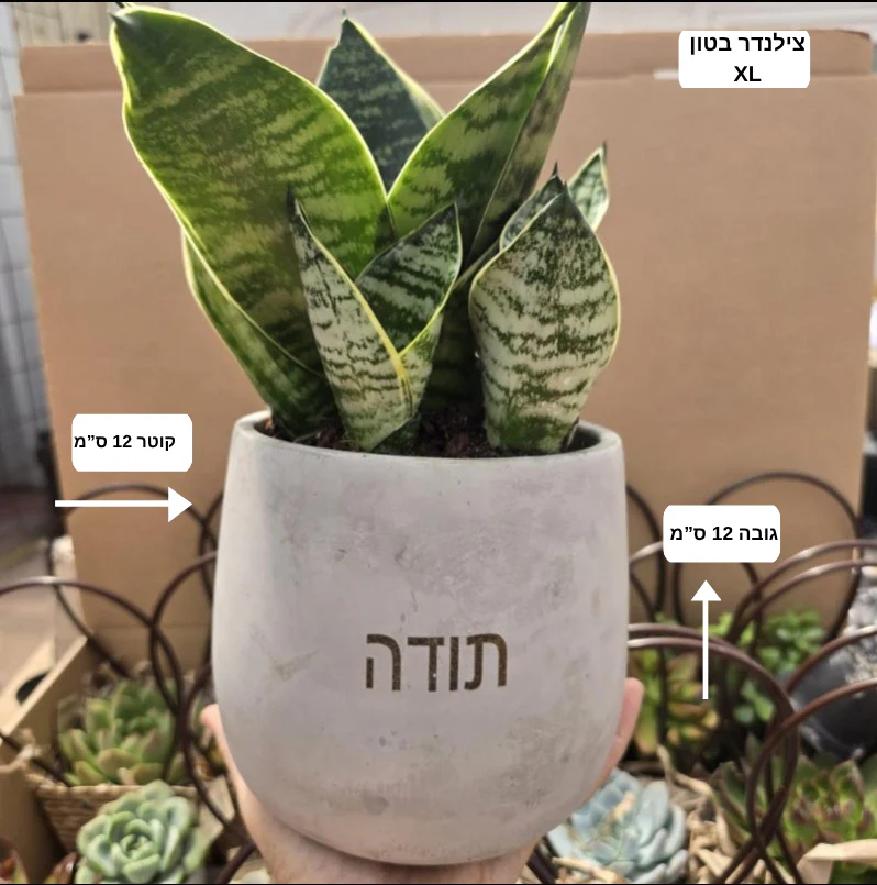 עציצים עם חריטה אישית -מגוון כלים צורות וצבעים - Image 30