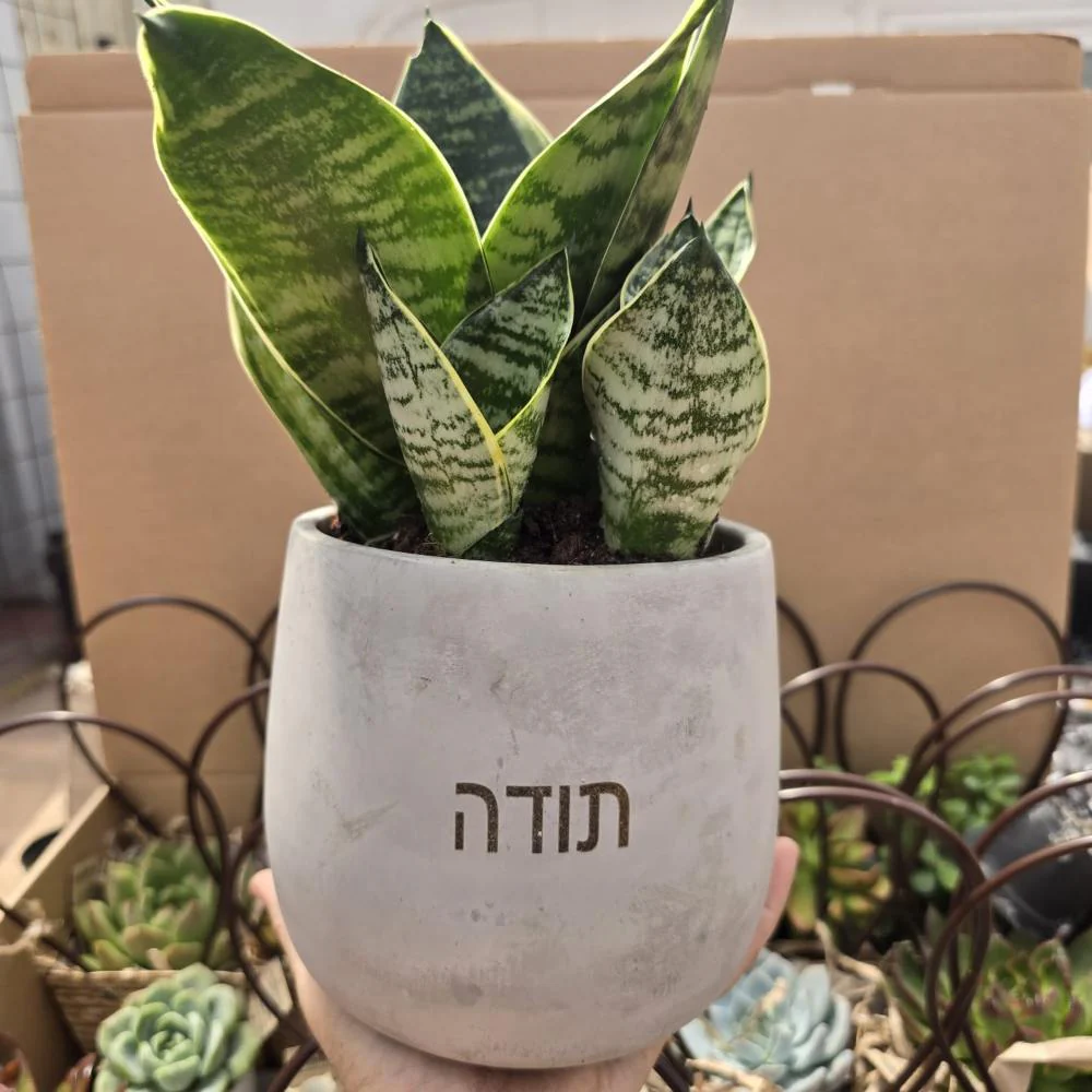 עציצים עם חריטה אישית -מגוון כלים צורות וצבעים - Image 6