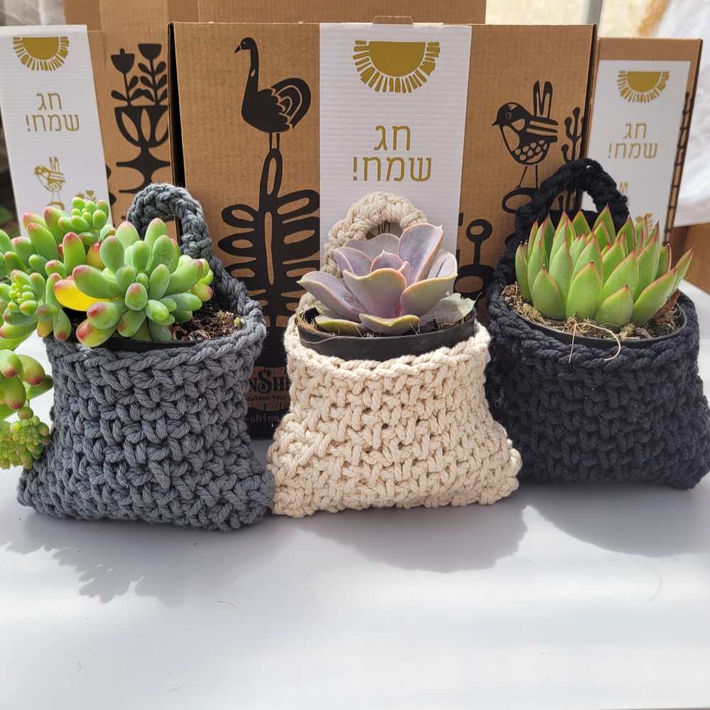 סוקו בוקס מהדורת חג שבועות - Image 4