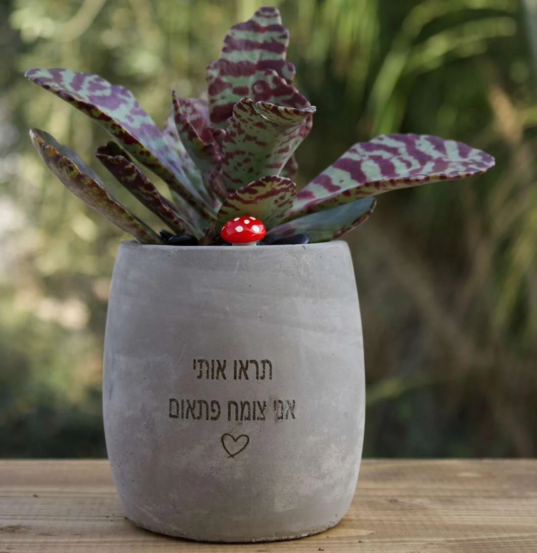 עציצים עם חריטה אישית -מגוון כלים צורות וצבעים - Image 17