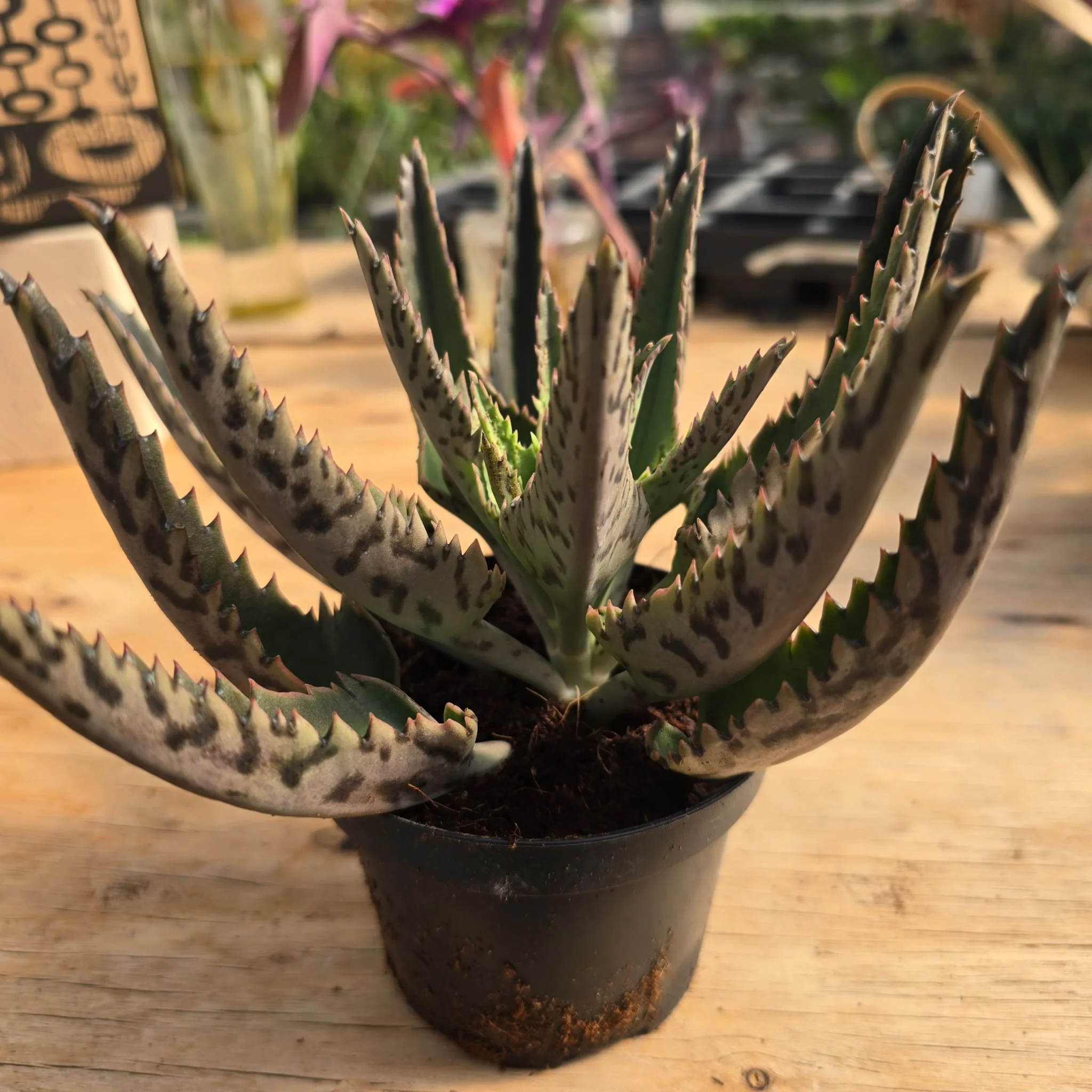 Kalanchoe daigremontiana-דמוי דינוזאור - Image 2