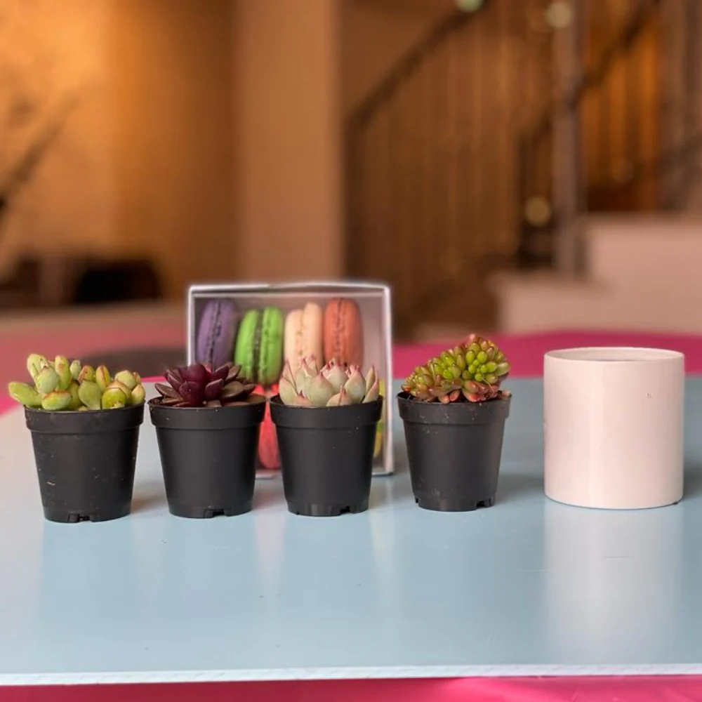 ממתקי סוקולנטים - Image 10