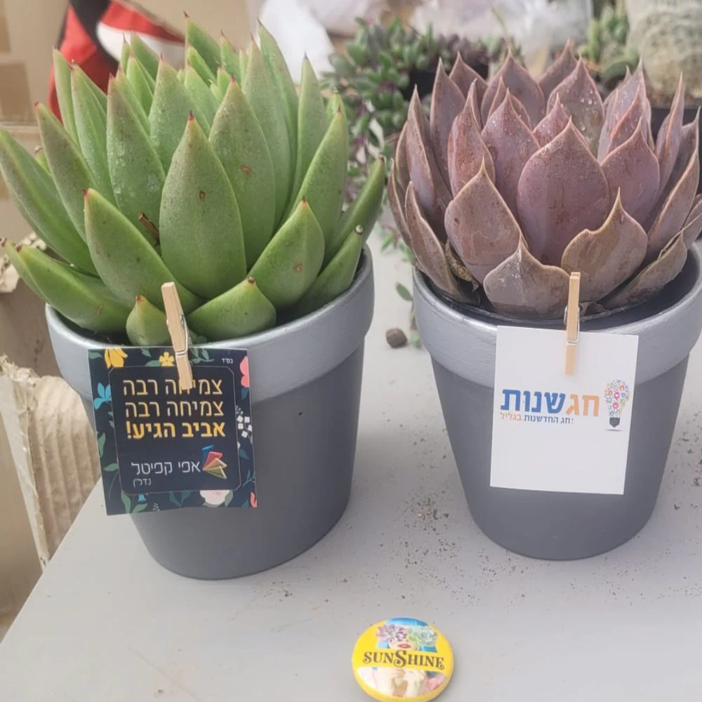 עציץ ממותג- תגית - Image 12