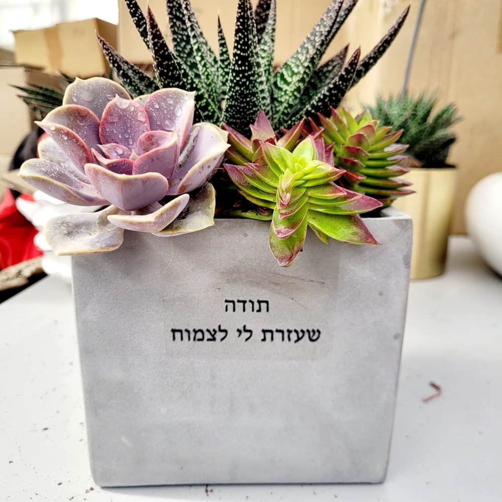 עציצים עם הקדשה - Image 7