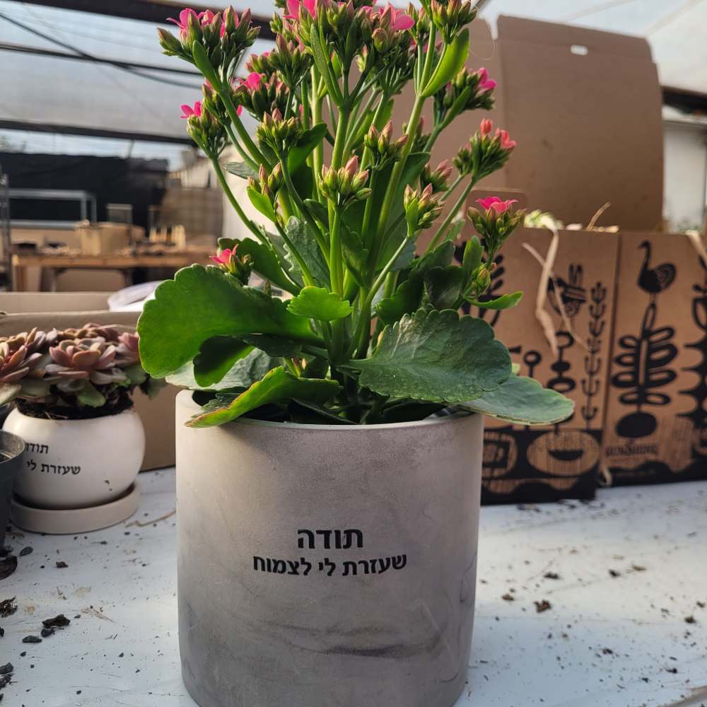 עציצים עם הקדשה - Image 8