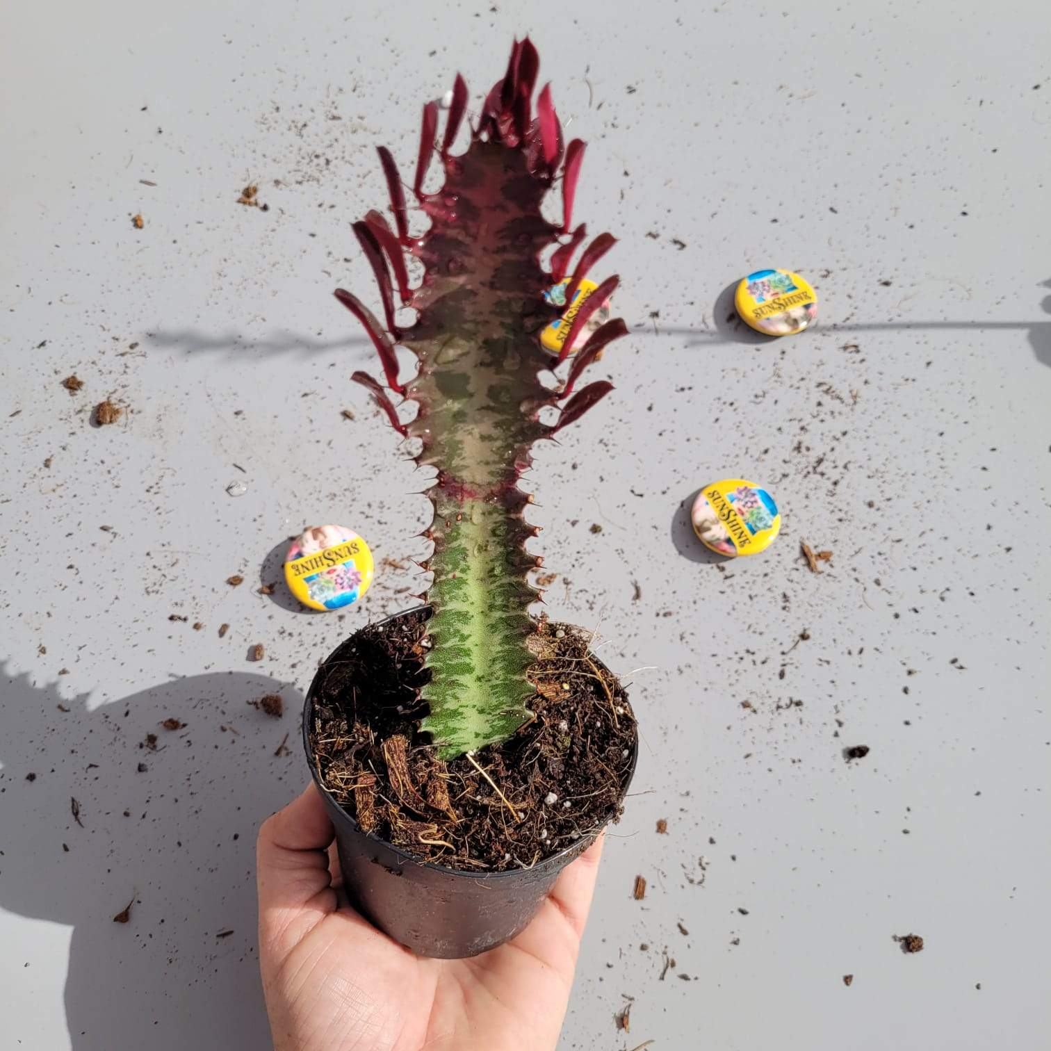 קקטוס סוקולנט Euphorbia Trigona Rubra - Image 2