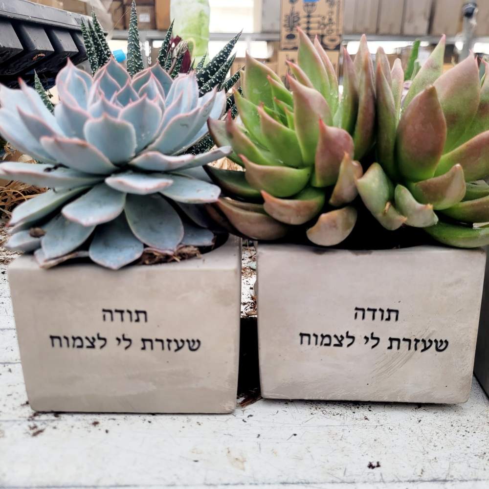 עציץ ממותג - UV - Image 14