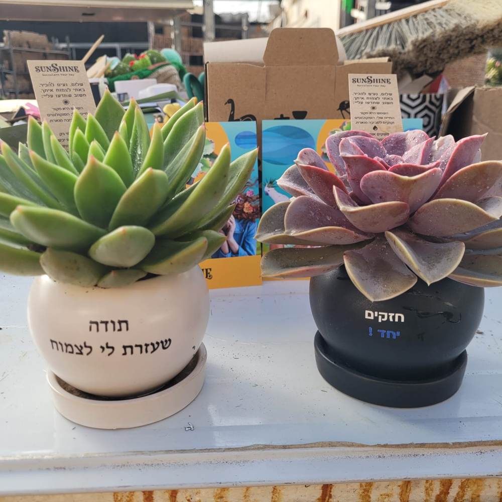 עציץ ממותג - UV - Image 15