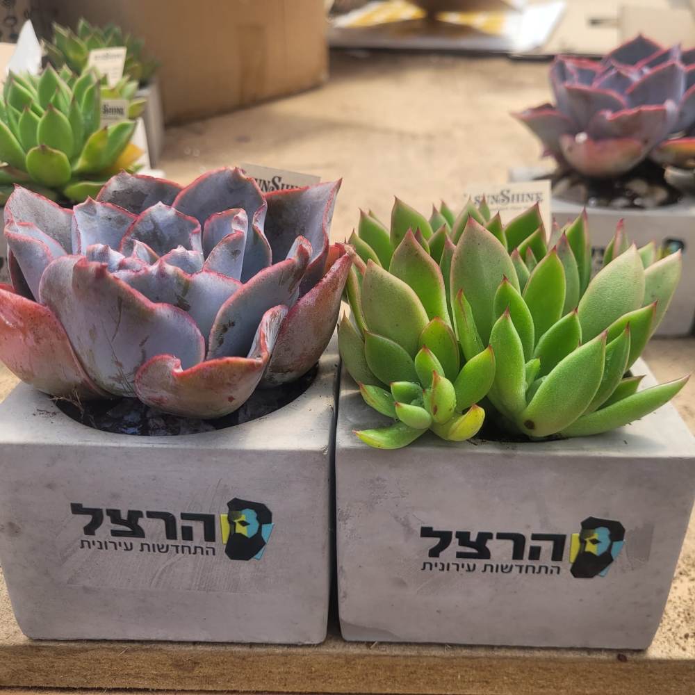 עציץ ממותג - UV - Image 3