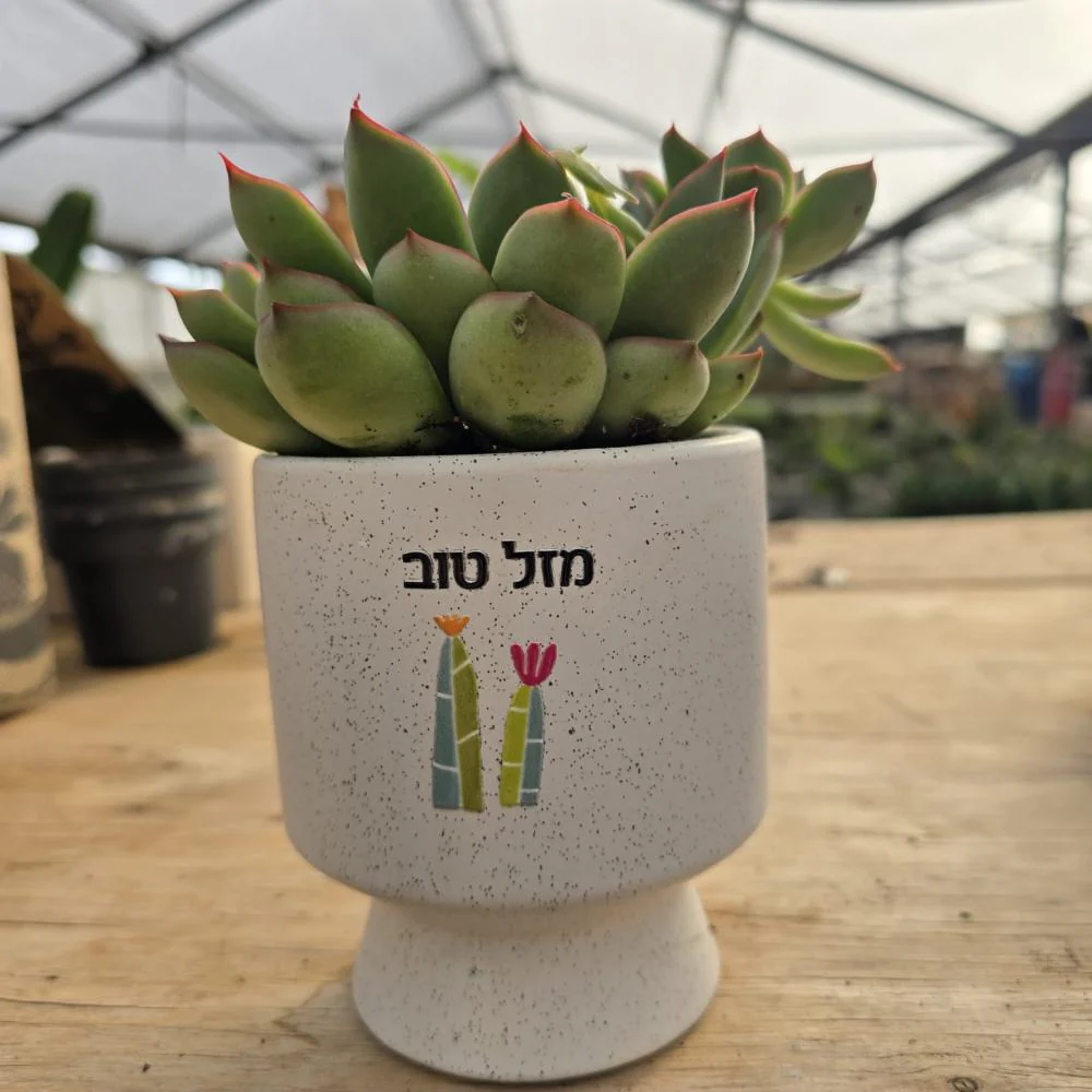 עציץ ממותג - UV דגם Modo - Image 4