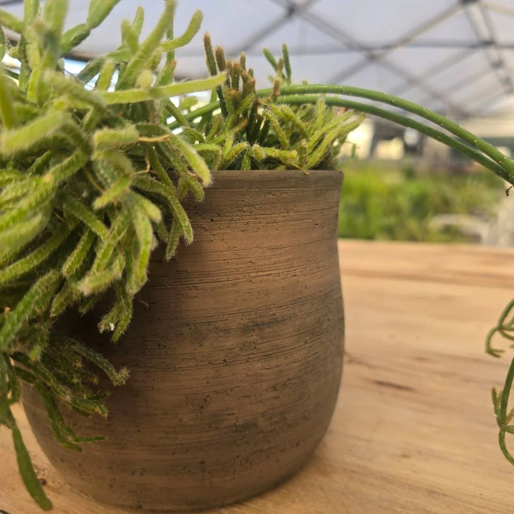 ריפסליס  (Rhipsalis) בכלי טרקוטה איטלקי - Image 2