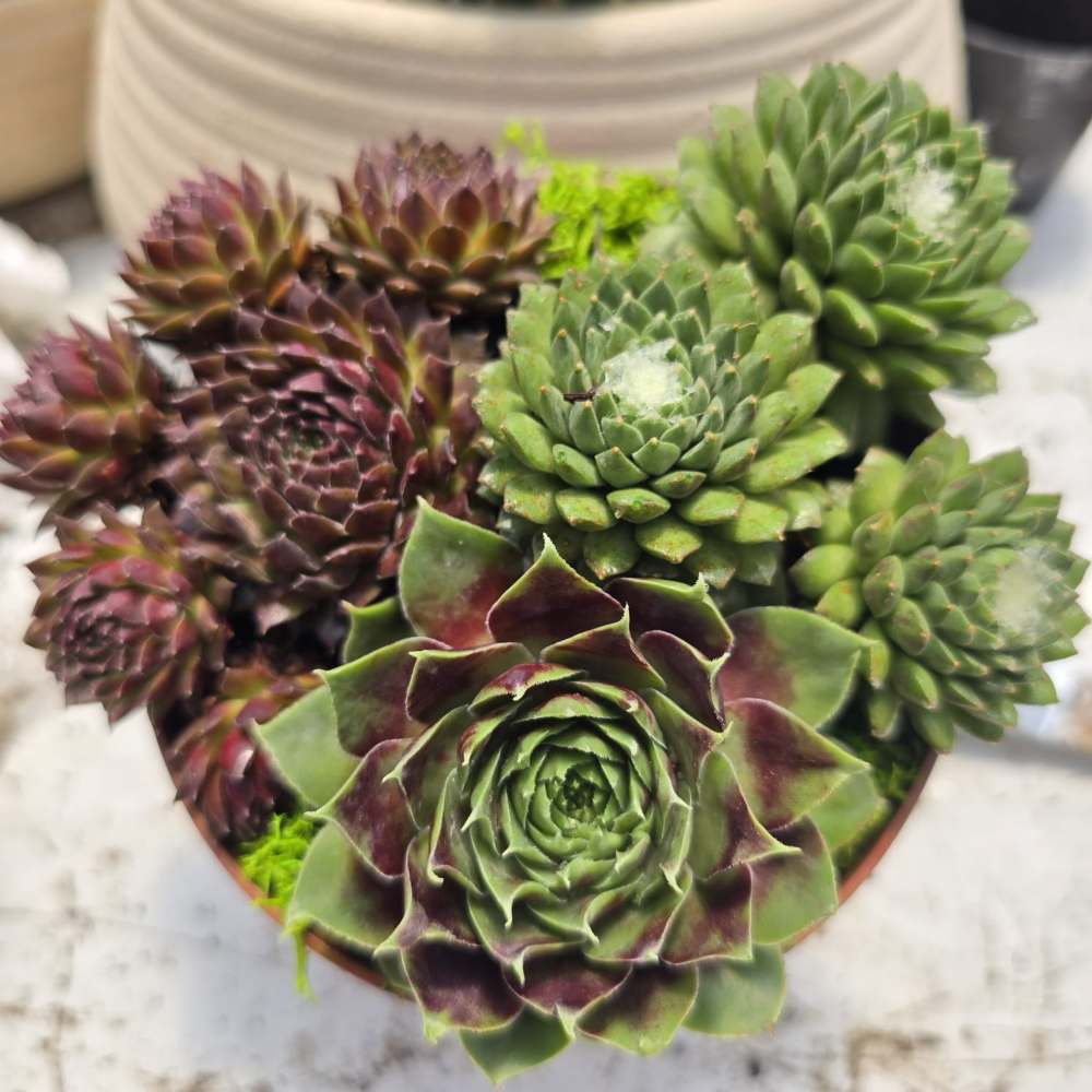מנדלת Sempervivum - Image 2
