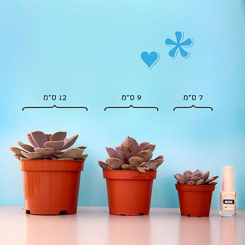 Adromischus Cooperi - Image 3