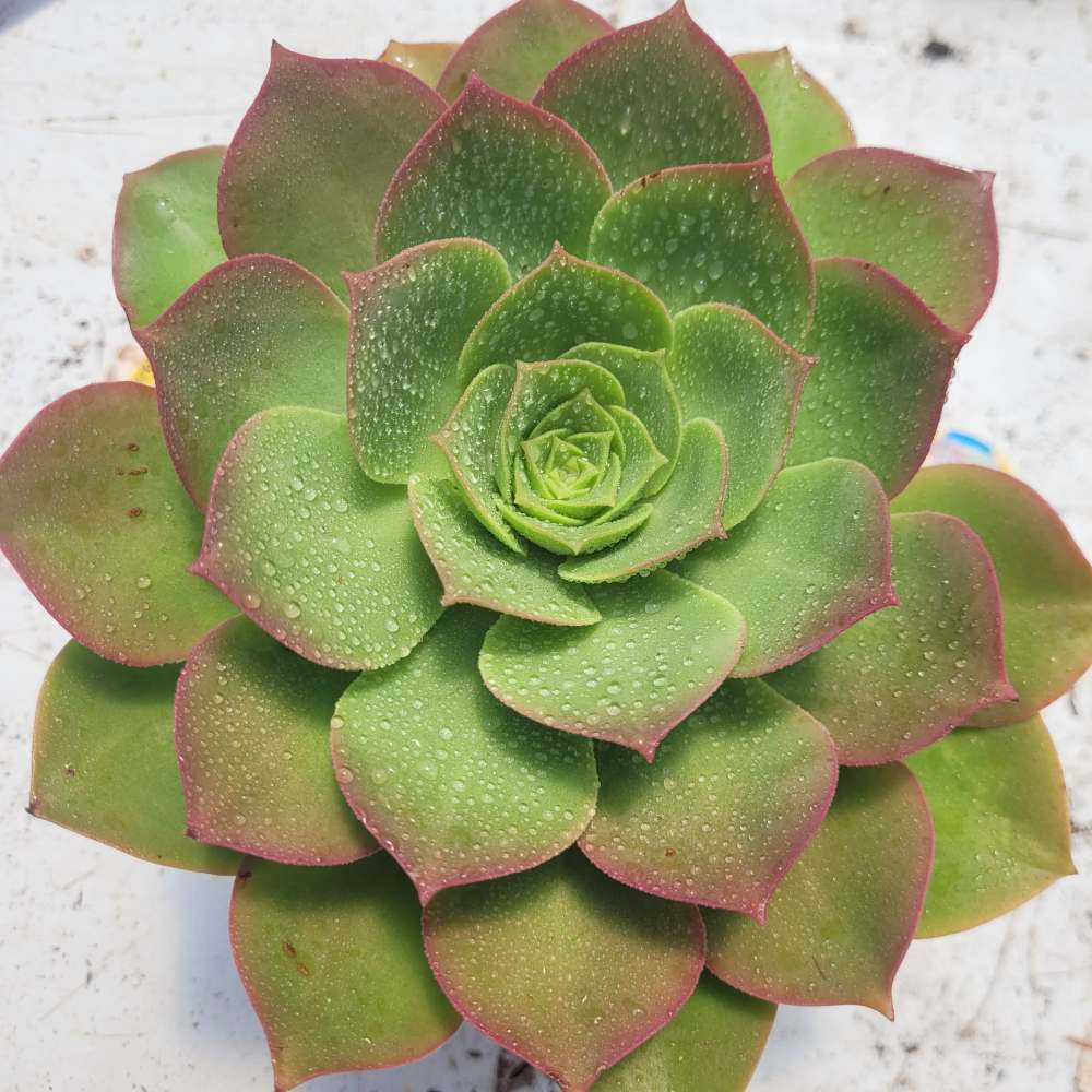 Aeonium מגוונת - Image 2