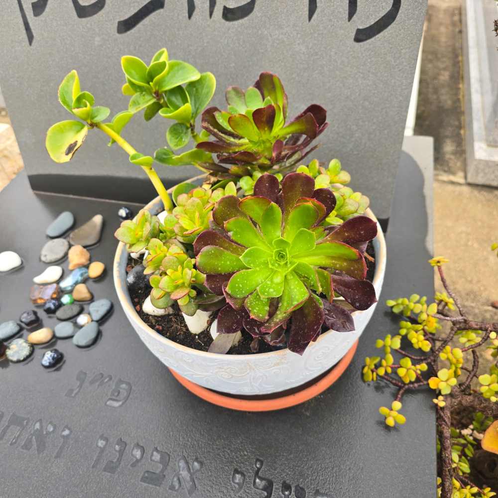 Aeonium מגוונת - Image 5