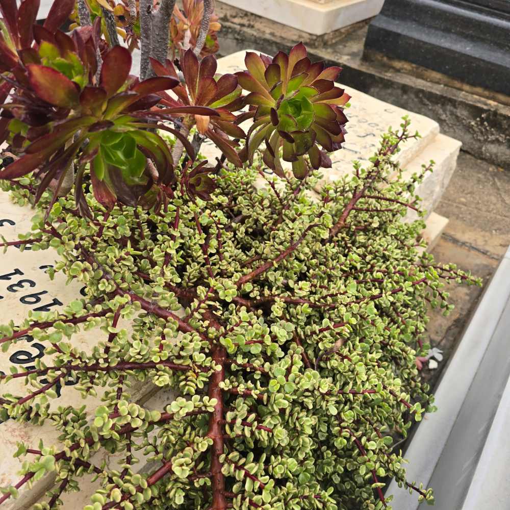 Aeonium מגוונת - Image 4