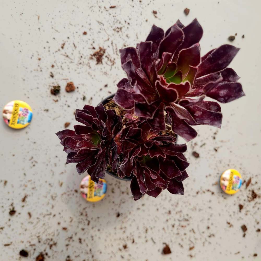 Aeonium Arboreum 'Black Rose' - Image 4