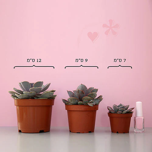 Anacampseros Rufescens - Sand Rose-סוקולנט - Image 3