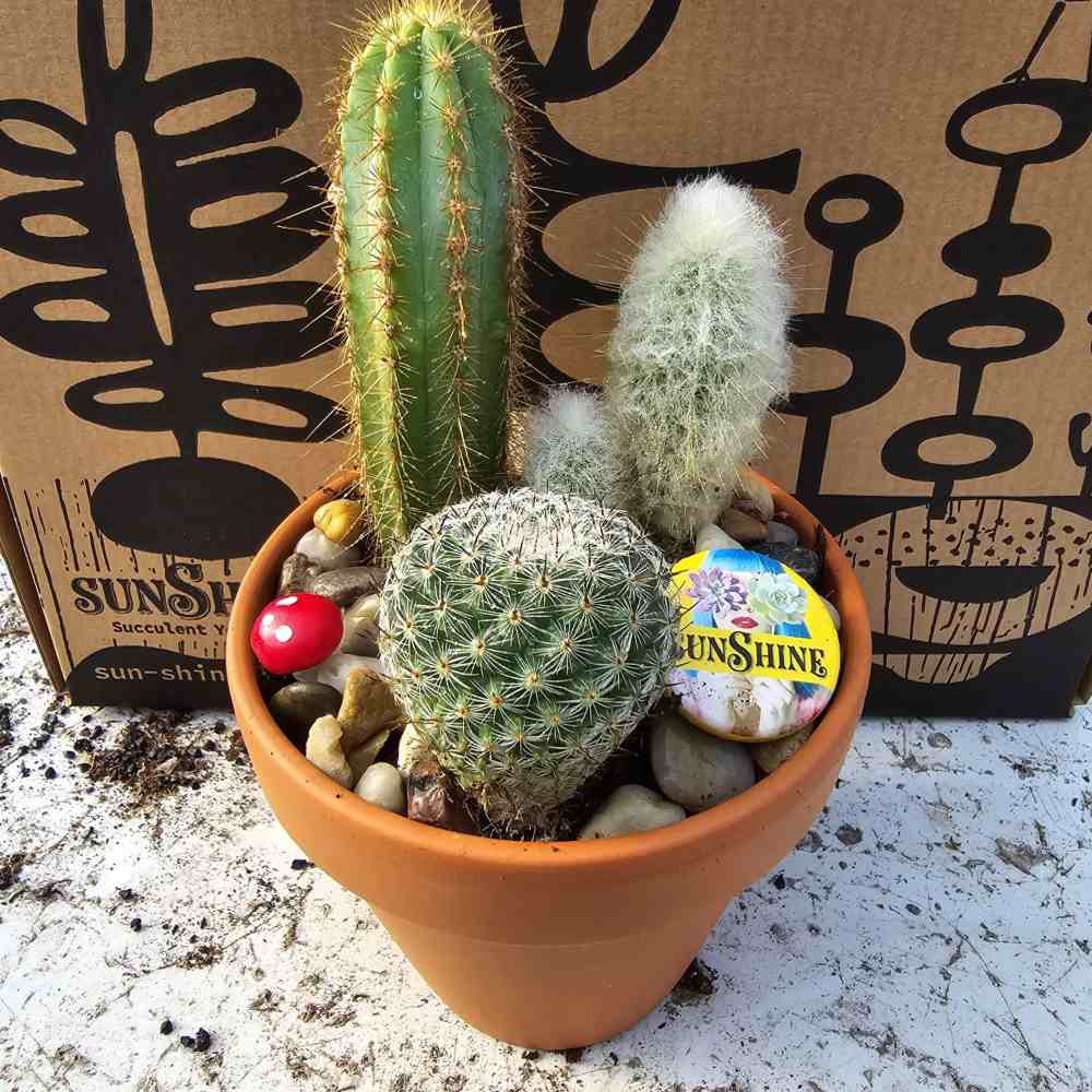 Cactus garden - Image 2