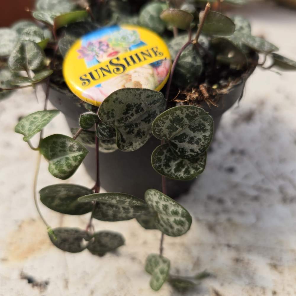 Ceropegia woodii--String of Hearts - Image 2