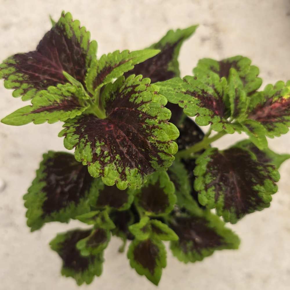 Coleus - Image 3