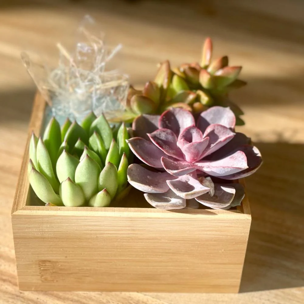 Surprise box - Image 2