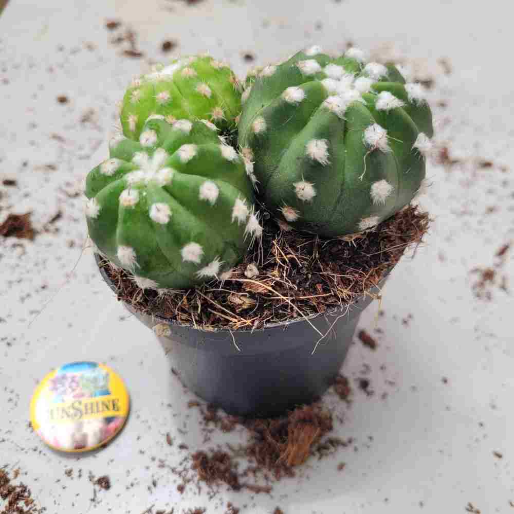 Echinopsis subdenudata 'Fuzzy Navel' קקטוס - Image 2