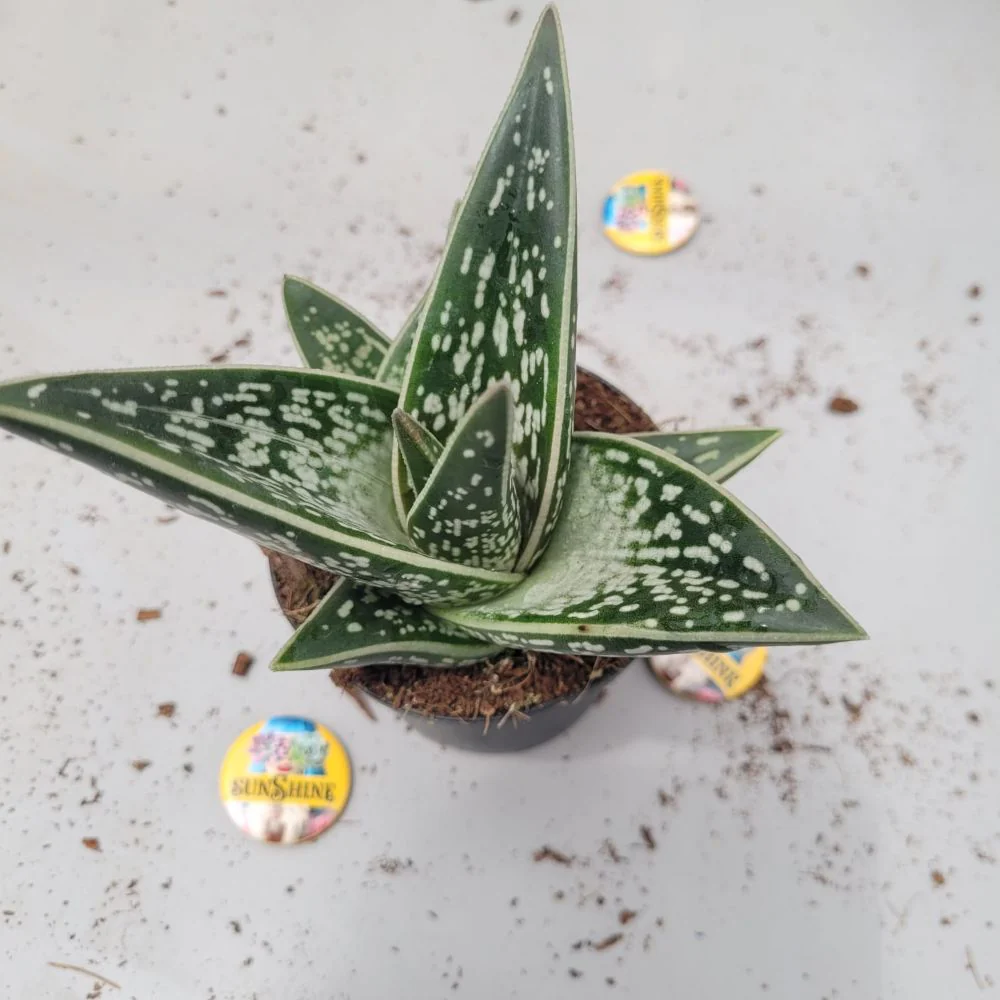 Gasteria Green Ice - Image 2