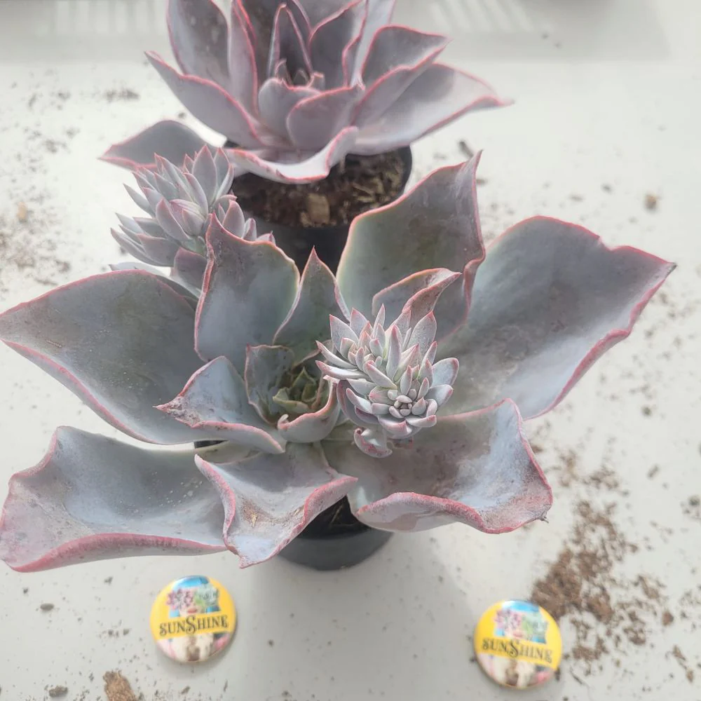Newest Products