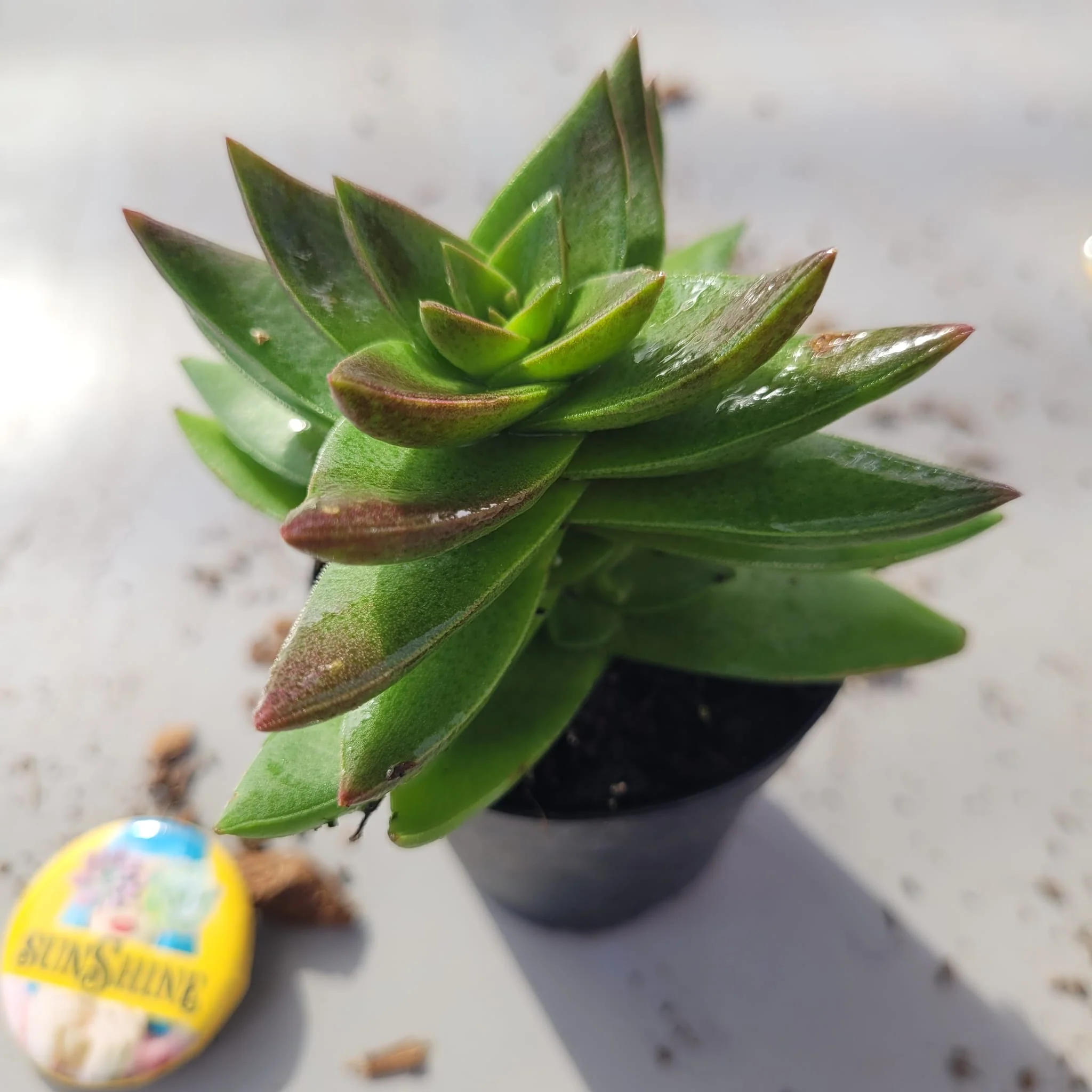 Crassula Corymbulosa - Image 2