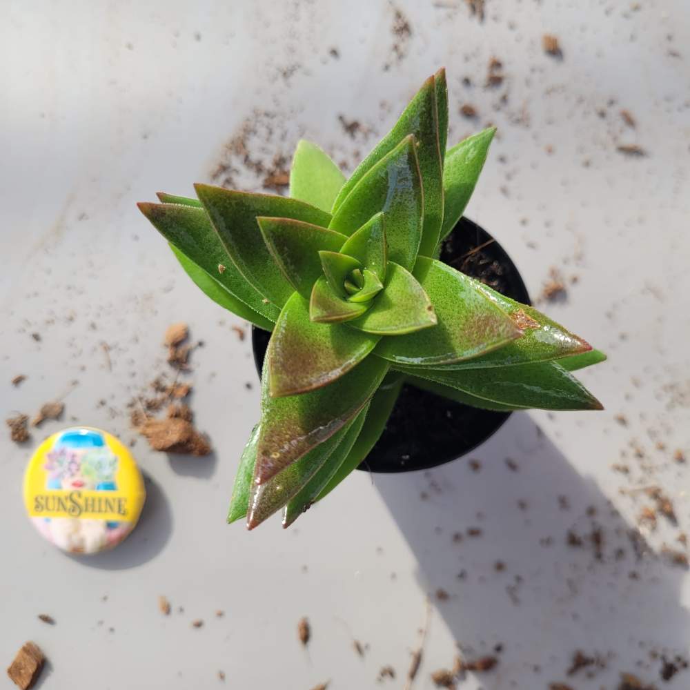 Crassula Corymbulosa - Image 3