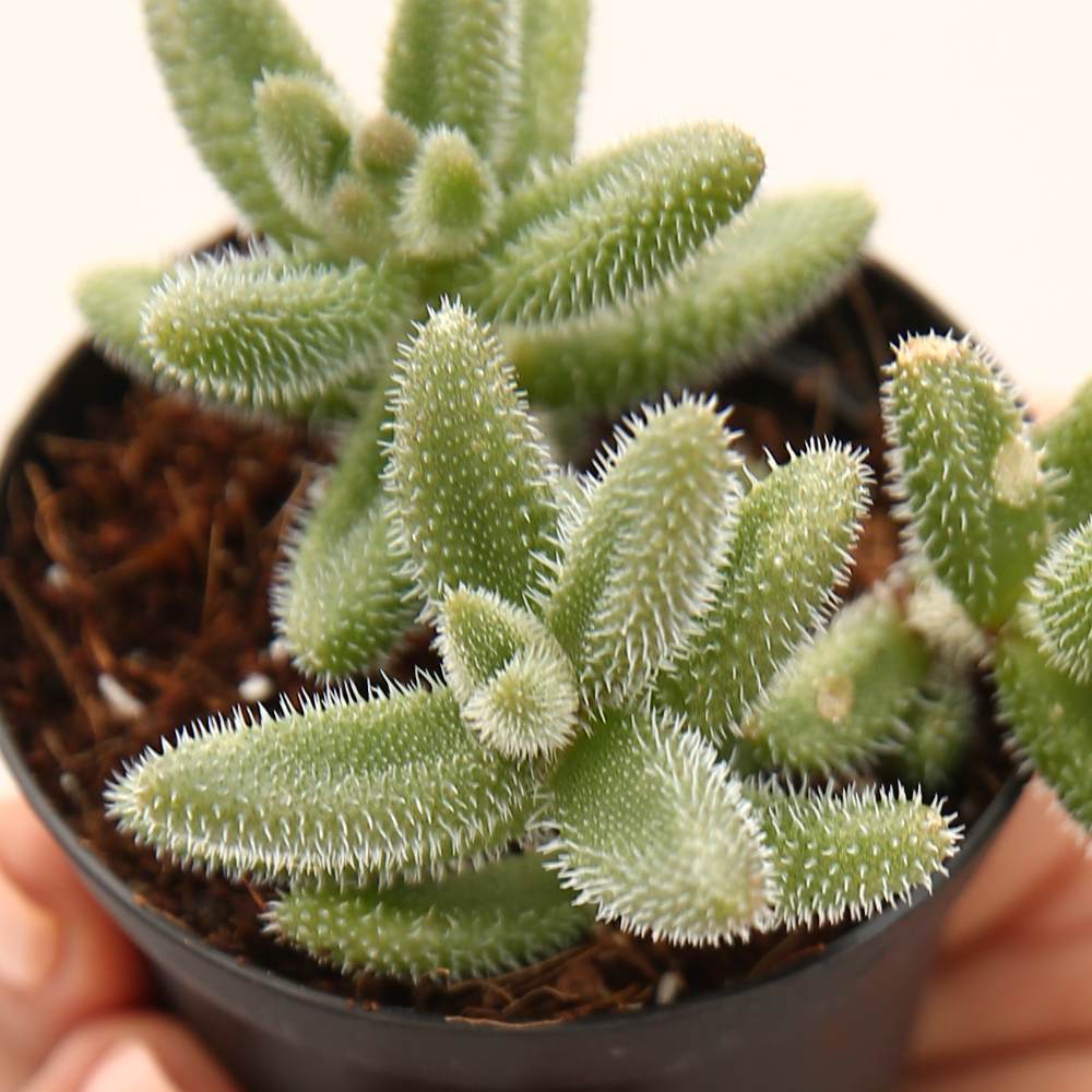 Delosperma Echinatum - Image 2