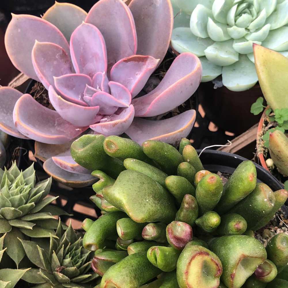 Crassula Ovata ‘ET's Fingers’ - Image 2