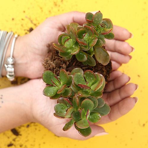 Crassula Ovata Sunset - Image 3