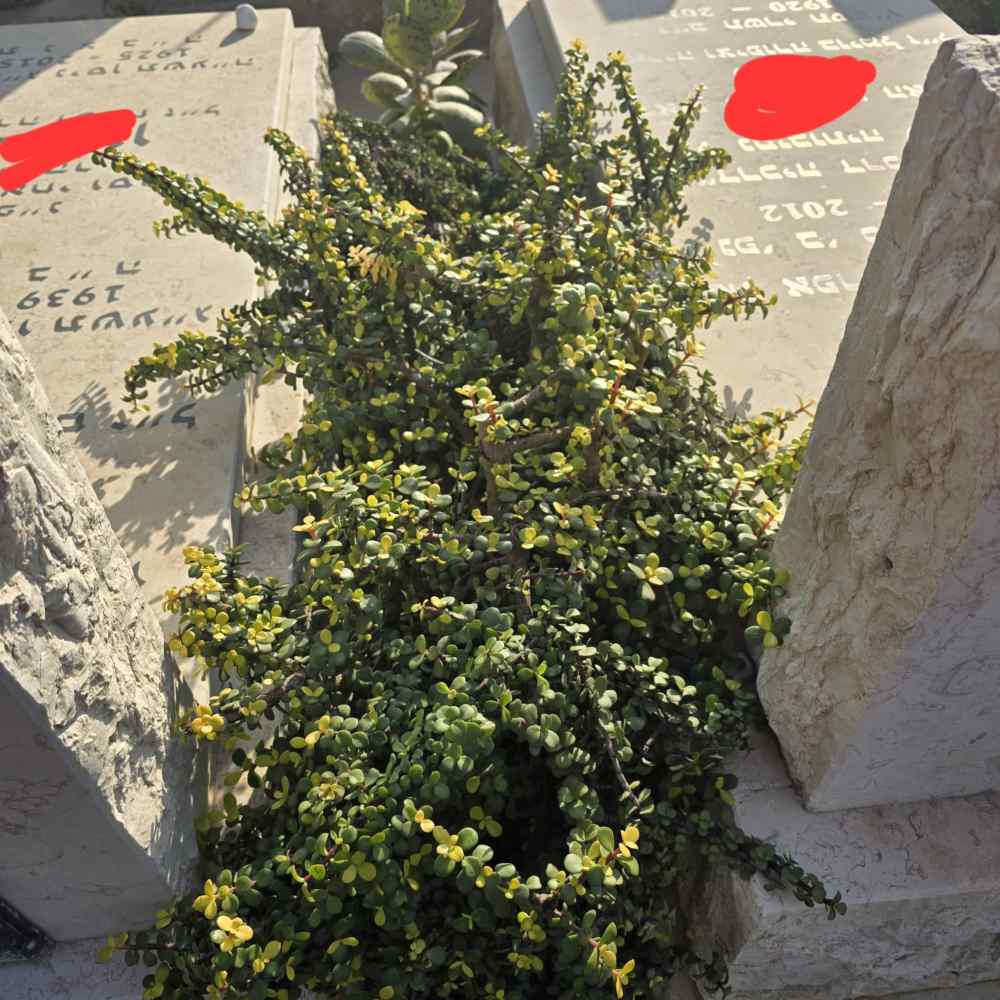 Portulacaria- עץ הכסף - Image 4