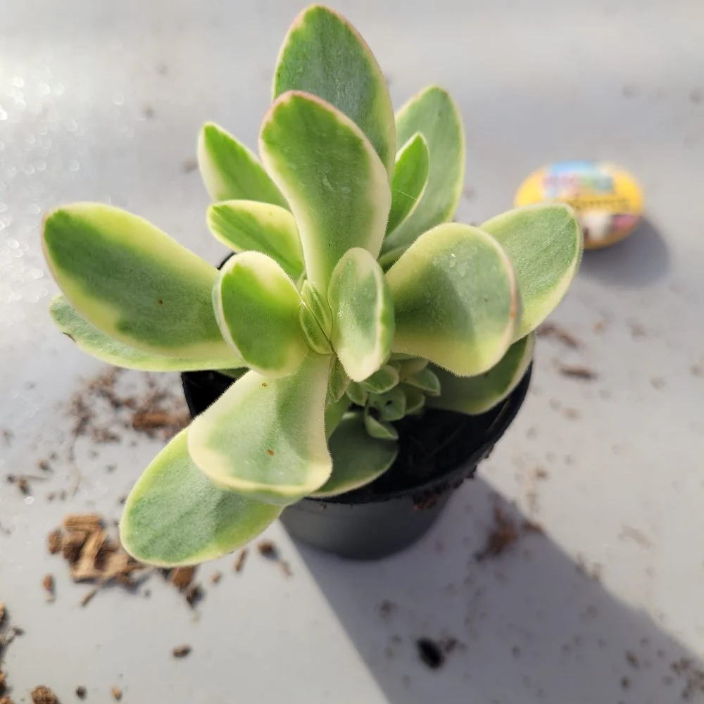 Crassula Swaziensis Variegata - Image 2