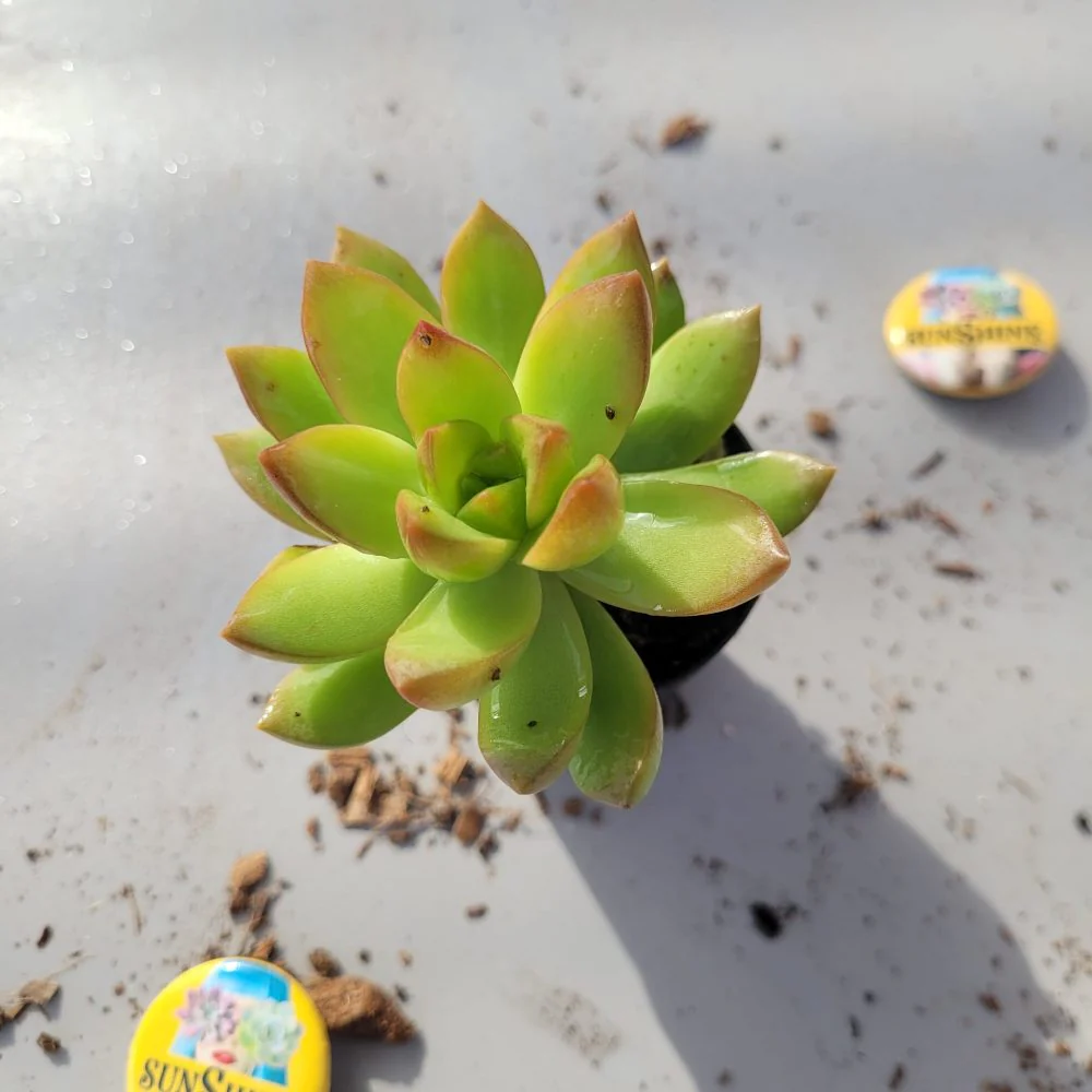 Sedum Adolphii - Image 2