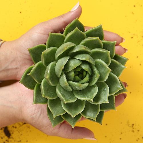 Echeveria Agavoides 'Red Tip' - Image 3