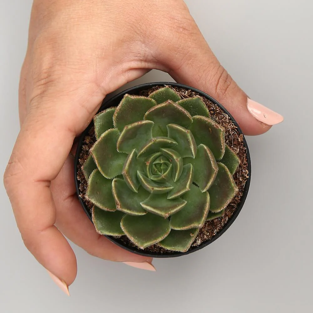 Echeveria Brown Rose