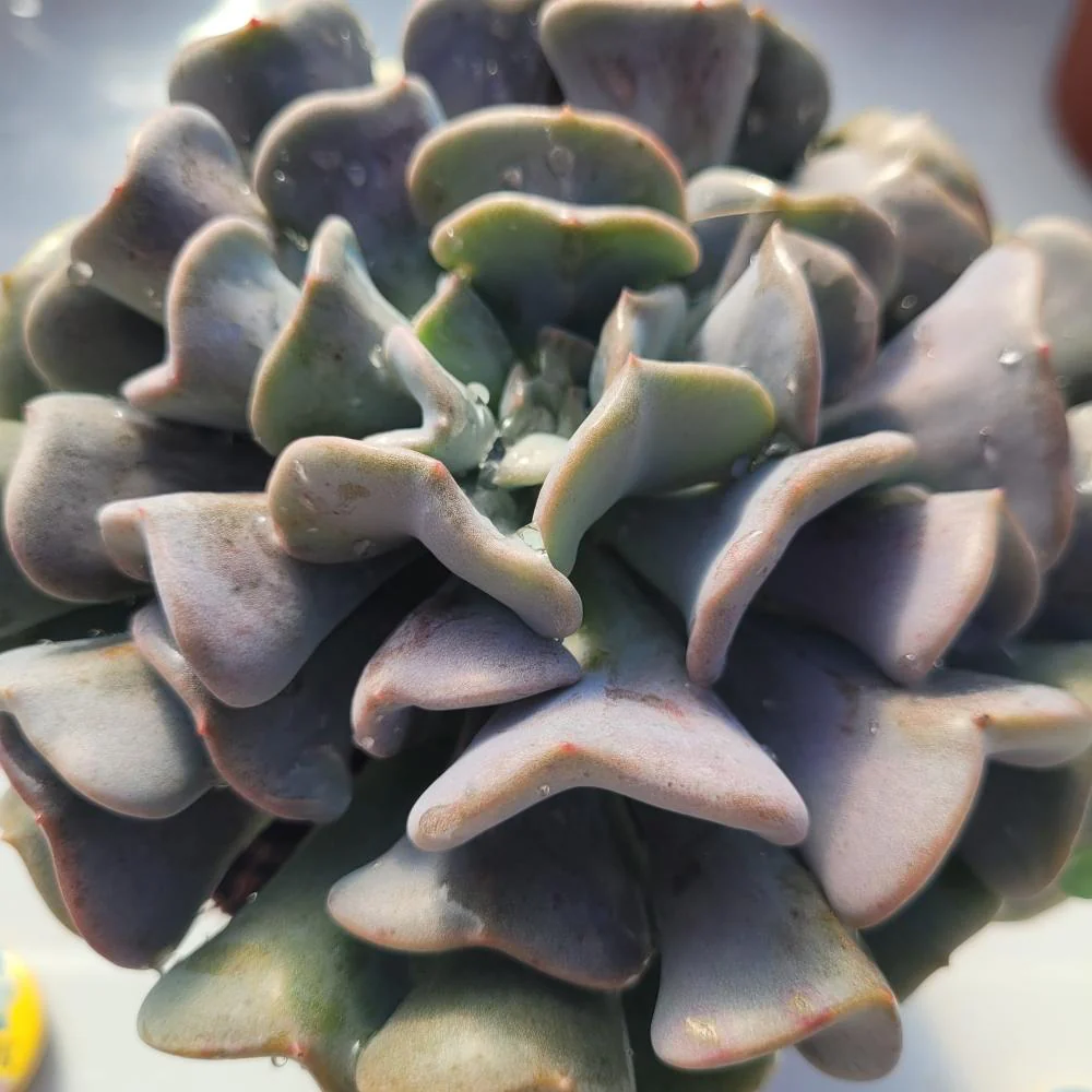 Echeveria 'Cubic Frost'- נדיר! - Image 2