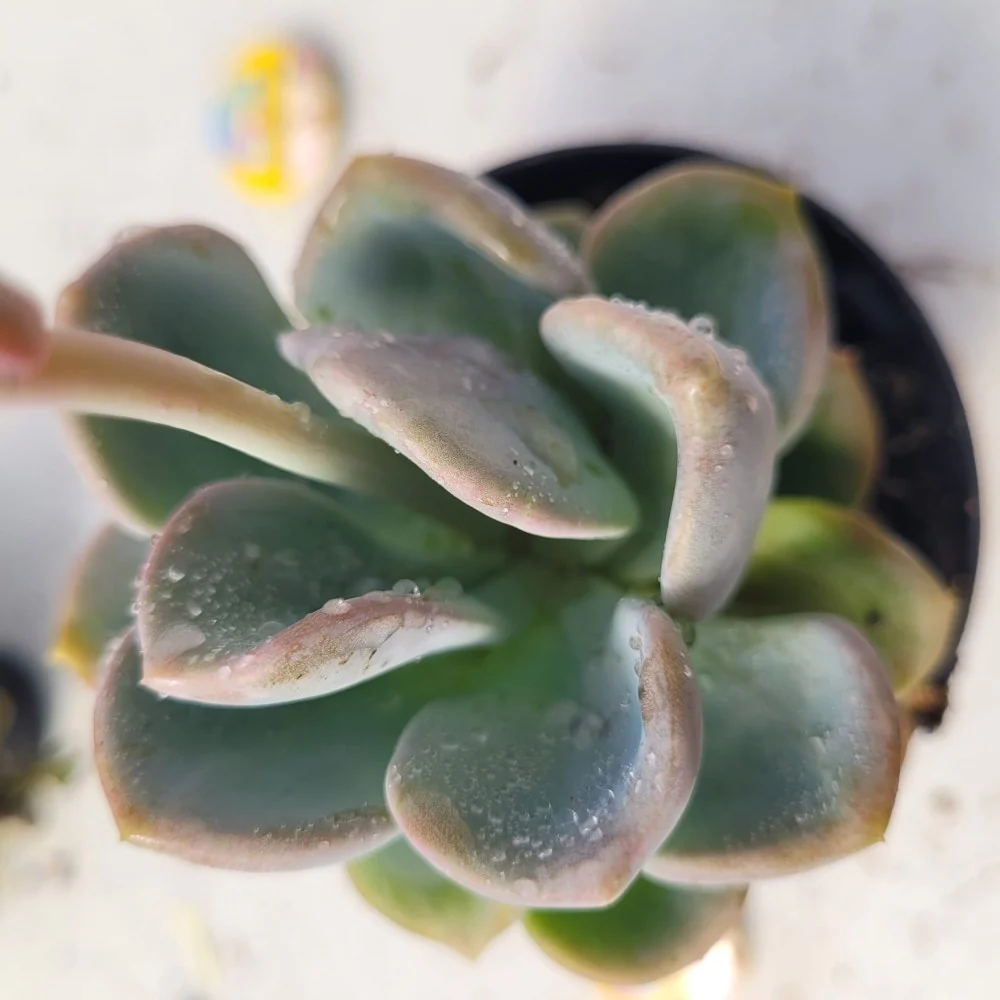 Echeveria Morning dew(נדירה) - Image 2