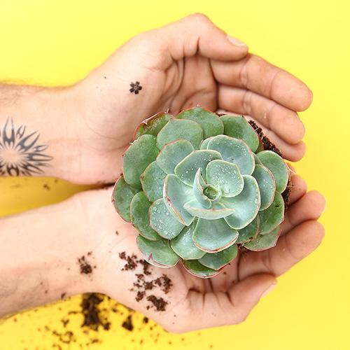 Echeveria Imbricata Blue Rose - Image 2
