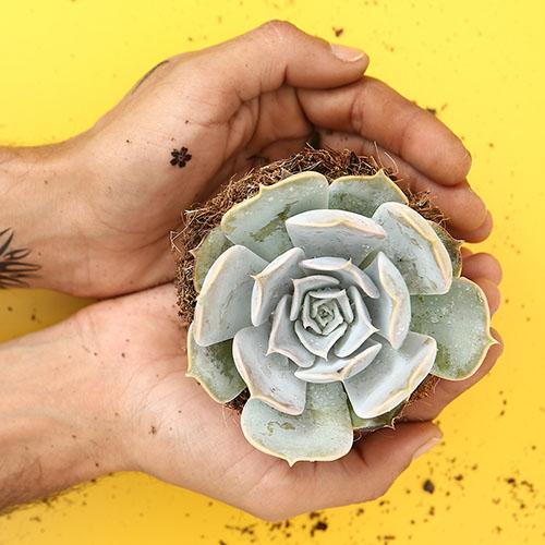 Echeveria Lilacina - Image 2