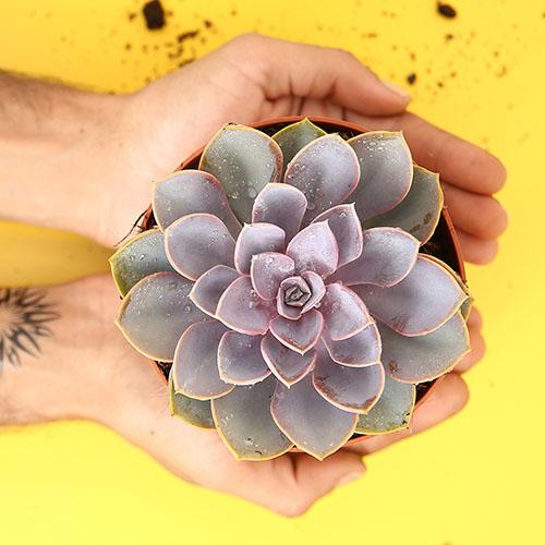 Echeveria 'Perle von Nurnberg' - Image 3