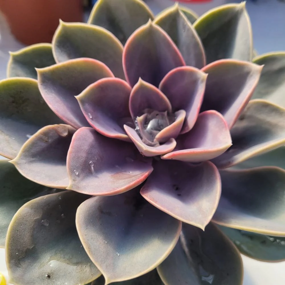Echeveria 'Purple Pearl'- גודל נדיר - Image 2