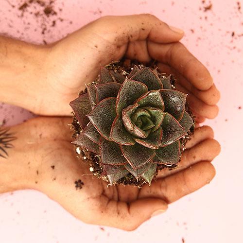 Echeveria Purpureum - Image 2