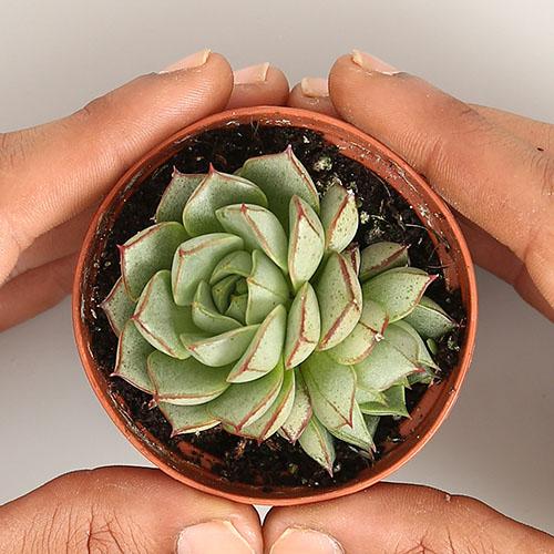 Echeveria Purpusorum Gliva