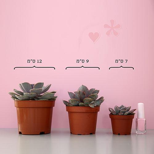 Echeveria "Red Sky" - Image 3
