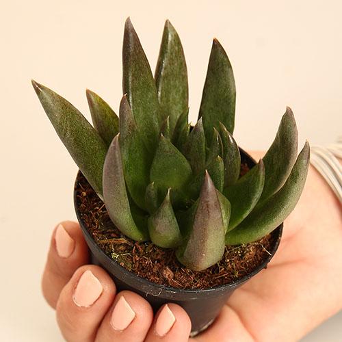 Echeveria Serrana
